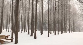 11.24(토) 남이섬 첫눈 소식 2탄 - kakaoTV 11.24(토) 남이섬 첫눈 소식 2탄