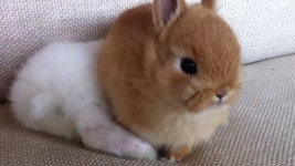인형이냐? 토끼냐? - kakaoTV 인형이냐? 토끼냐?