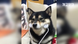 시바견 예뻐져라 예뻐져~♬ Shiba Inu  Be a pretty dog ♬  - kakaoTV 시바견 예뻐져라 예뻐져~♬ Shiba Inu  Be a pretty dog ♬ 