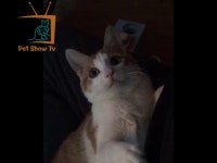 냥냥펀치 !! 얍얍얍 !@ - kakaoTV 냥냥펀치 !! 얍얍얍 !@