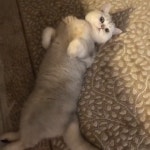 빈둥빈둥거리는 고양이, 냐옹~ - kakaoTV 빈둥빈둥거리는 고양이, 냐옹~