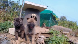 단조의 동물농장 1화_20151016 - kakaoTV 단조의 동물농장 1화_20151016