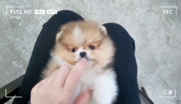 냠냠 노는게 젤 좋아~💕 애교쟁이 #파티포메 🐾 - kakaoTV 냠냠 노는게 젤 좋아~💕 애교쟁이 #파티포메 🐾