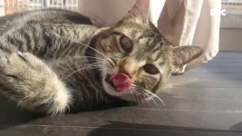 나른한 오후 세수 하는 고양이 Cat washing its face in restful afternoon - kakaoTV 나른한 오후 세수 하는 고양이 Cat... 