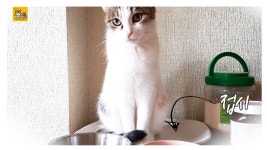 고양이와 집사의 암호말 [몽골 고양이들의 하루 Монголын Муур] - kakaoTV 고양이와 집사의 암호말 [몽골 고양이들의 하루... 