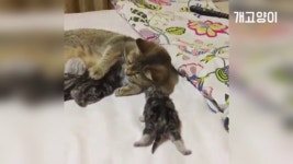 오구오구 내 새끼들 많이 먹고 건강하게 자라다옹... kakaoTV 오구오구 내 새끼들 많이 먹고 건강하게 자라다옹 😺 Kittens... 