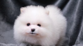보송보송 영리하고 귀여운 포메라니안 아가, 제주 아가야 - kakaoTV 하얀 솜사탕인가? 보송보송 영리하고 귀여운 포메라니안 아가, 제주 아가야