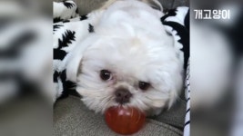 이 볼은 내 스타일 아니개.. 🐶 Dog  This ball is not my... 이 볼은 내 스타일 아니개.. 🐶 Dog  This ball is not my style 