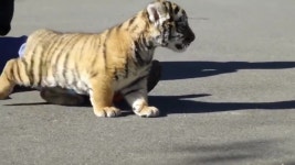 포동포동한 아기 호랭이 - kakaoTV 포동포동한 아기 호랭이