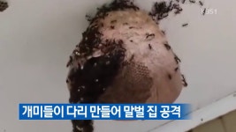 [지금 세계는] 개미들이 다리 만들어 말벌 집 공격 - kakaoTV [지금 세계는] 개미들이 다리 만들어 말벌 집 공격