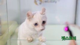펫스토리 고양이의 동영상 - kakaoTV 펫스토리 고양이의 동영상