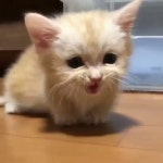 아기 고양이 냐옹~ 울음소리 ASMR - kakaoTV 아기 고양이 냐옹~ 울음소리 ASMR