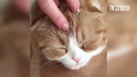 먼치킨 고양이 쓰담쓰담~ 🐱 So cute Munchkin Cat - kakaoTV 먼치킨 고양이 쓰담쓰담~ 🐱 So cute Munchkin Cat