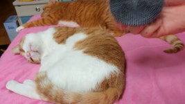 고양이 빗질해주기 - kakaoTV 고양이 빗질해주기