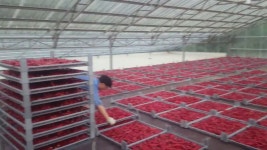 #농산물직거래 #상주이장님농장 #햇고춧가루 생산중. ⠀ 깨끗하게 세척후 건조작업하는 중입니다. 월요일부터 # - kakaoTV #농산물직거래... 