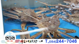 141_포항 죽도시장 맛집_포항 물회_포항 대게_포항 회_연다라횟집 - kakaoTV 141_포항 죽도시장 맛집_포항 물회_포항 대게_포항 회_연다라횟집