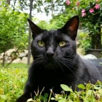 숲속의 고양이 - kakaoTV 숲속의 고양이