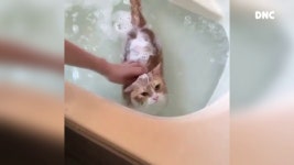 고양이 목욕시간 💞😸 Cat Bath time - kakaoTV 고양이 목욕시간 💞😸 Cat Bath time