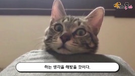 행복하다면 야옹해..응답하라 고양이 - kakaoTV 행복하다면 야옹해..응답하라 고양이