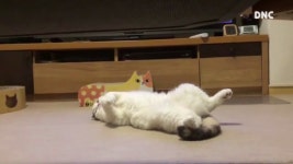 게으른 고양이, 움직일 생각 1도 없어 ♬ Lazy Cat, Do not... kakaoTV 게으른 고양이, 움직일 생각 1도 없어 ♬ Lazy Cat, Do not... 