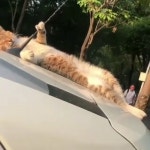 고양이, 세상 팔자 좋게 잔다냥~ - kakaoTV 고양이, 세상 팔자 좋게 잔다냥~