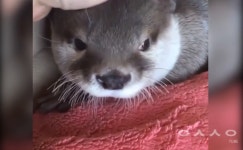 사람 손길을 느끼는 귀염댕이 동물모음 - kakaoTV 사람 손길을 느끼는 귀염댕이 동물모음