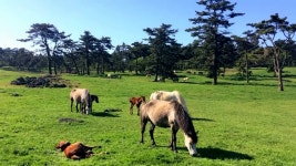 푸른잔디 - 김치경 노래 - kakaoTV 푸른잔디 - 김치경 노래