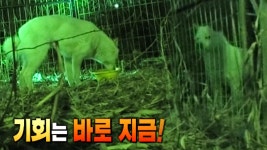 다시 만난 ‘저수지 백구’ 2차 구조 작전! - kakaoTV 다시 만난 ‘저수지 백구’ 2차 구조 작전!