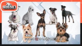 잡기 위한 소형 견종을 많이 키웠던 유럽 | KBS 210111 방송 - kakaoTV 설치류를 잡기 위한 소형 견종을 많이 키웠던 유럽 | KBS 210111 방송 