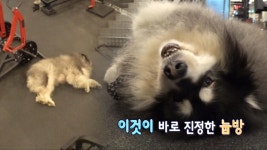 헬스장 마스코트! 지만 누워있는 게 제일 좋은 犬 ‘칸’ - kakaoTV 헬스장 마스코트! 지만 누워있는 게 제일 좋은 犬 ‘칸’