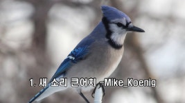 새 울음 어치, 블루제이 목소리 3가지 효과음 다운로드 - kakaoTV 새 울음 어치, 블루제이 목소리 3가지 효과음 다운로드