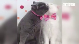 금슬 좋은 고양이 부부 Cat couple is truly in love - kakaoTV 금슬 좋은 고양이 부부 Cat couple is truly in love