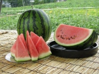 KJCLUB - 【오늘도 여름】계절의 과일, 수박이 좋은 맛.