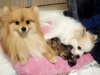 오늘의유머 - 우리집 멍뭉이가 아빠가 되었슴요~ ㅋ 우리집 멍뭉이가 아빠가 되었슴요~ ㅋ