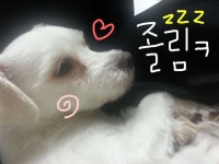 오늘의유머 - 베오베의 버림받은 애완동물 마음을 보고 베오베의 버림받은 애완동물 마음을 보고