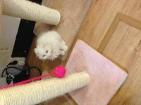 오늘의유머 - 마루위 고양이. 고양이낚시 마루위 고양이. 고양이낚시