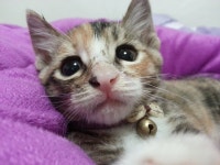 오늘의유머 - 저희 라온이를 분양 보냅니다ㅜㅜㅜ 저희 라온이를 분양 보냅니다ㅜㅜㅜ