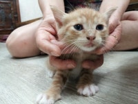 오늘의유머 - 경기도 김포 아기냥이들.. 분양 해야할 것 같습니다.. 경기도 김포 아기냥이들.. 분양 해야할 것 같습니다..