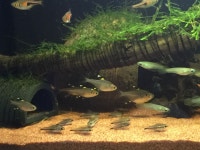 오늘의유머 - 기어운 물꼬기들 기어운 물꼬기들