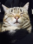 오늘의유머 - 무릎냥이 째까니 무릎냥이 째까니