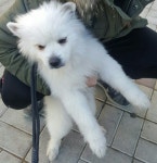 오늘의유머 - 강아지 주인을 찾습니다.(인천 부평구 삼산동 지역) 강아지 주인을 찾습니다.(인천 부평구 삼산동 지역)
