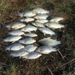 조황/조행기 > 습작 조행기 > -쭈니의 붕어사냥 8편-영암호