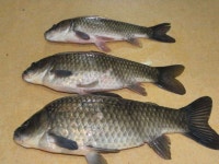 조황/조행기 > 낚시점 조황 > 작지만 큰(?)유.무명 소류지들