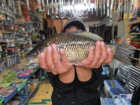 조황/조행기 > 낚시점 조황 > 작지만 큰(?)유.무명 소류지들