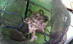         조황/조행기 > 스마트조황 > 양촌 소류지1     조황/조행기 > 스마트조황 > 양촌 소류지1