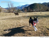 700816205 | 게티이미지코리아 | Dogs On Landscape Against Sky Royalty-Free 이미지
