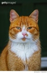 700818399 | 게티이미지코리아 | Close-Up Portrait Of Cat Royalty-Free 이미지