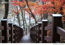 700822285 | 게티이미지코리아 | High Angle View Of Wooden Staircase Amidst Trees In Forest During Autumn Royalty-Free 이미지
