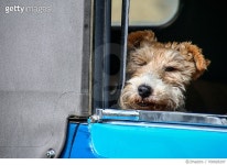 700828297 | 게티이미지코리아 | Close-Up Of Dog In Car Royalty-Free 이미지