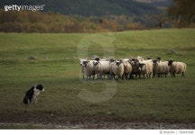 700845085 | 게티이미지코리아 | Sheep In A Field Royalty-Free 이미지